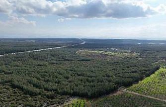 "81 İlde 81 Orman" projesi ilkbahar dikimleriyle devam ediyor