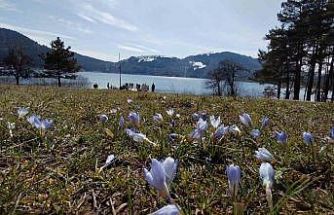 Abant’ta karların ardından bahar manzarası