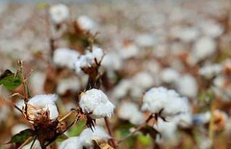 Adana’da pamukta ’pembekurt’ zararlısına karşı uyarı