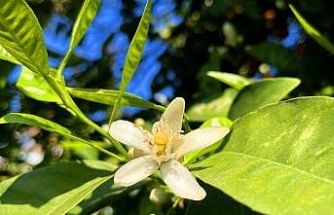 Adana’da portakal çiçeği kokusu kenti sardı