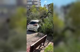 Adana’da şiddetli rüzgar ağaçları devirdi