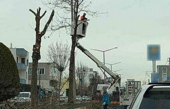 Adıyaman’da refüjlerdeki ağaçlar budanıyor