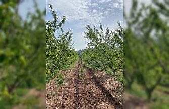 Ağaçlar çiçek açtı, bahçelerde meyve tutumu takibi yapıldı