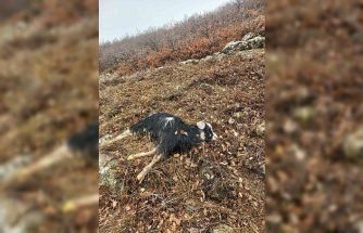 Ağıldan kaçan küçükbaş hayvanları kurtlar parçaladı