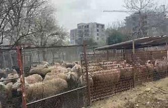 Ahırda çıkan yangında çok sayıda hayvan telef oldu