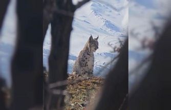 Akdağ’ın eteklerinde vaşak, kurt ve dağ keçisi peş peşe görüldü