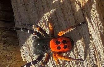 Akdeniz ve Orta Asya’nın nadir türü Elazığ’da ortaya çıktı