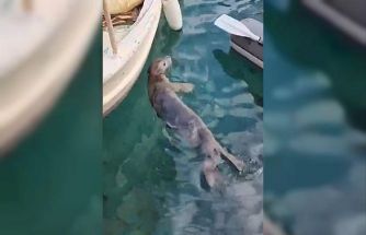 Akyarlar’da yavru Akdeniz foku ilgi odağı oldu