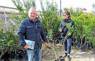 Alaçatı’da "Her Bahçeye Bir Sakız Ağacı" seferberliği