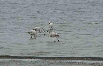 Allı turnalar bu yıl Van’a erken geldi