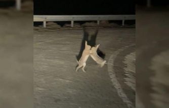 Anlaşamayan tavşanlar birbirine girdi