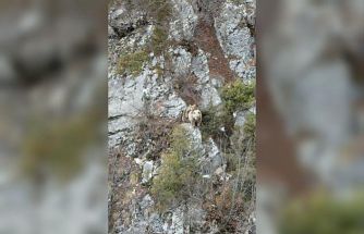 Anne boz ayı sırtındaki yavrusu ile dron kamerasına yakalandı