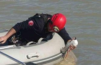 Antalya itfaiyesinden film gibi martı kurtarma operasyonu