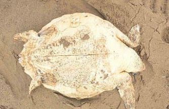Antalya’da ölü caretta caretta kıyıya vurdu