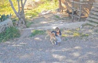 Antalya’da sahipsiz köpeğin saldırısına uğrayan 7 yaşındaki çocuk hastanelik oldu