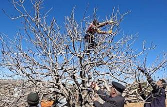 Antep fıstığında bakım ve budama zamanı