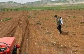 Araban’da Antep fıstığı tarlalarında yabancı otlarla ilaçlı mücadele