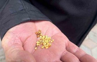 Ata tohumlarla tarımın hafızasını yaşatıyor