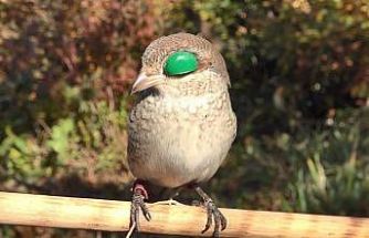 Atmacacılık geleneği için Meclis’ten karar çıktı