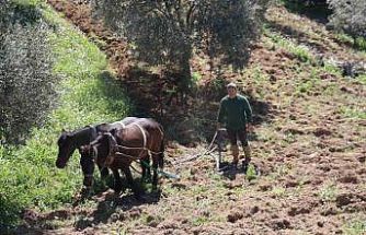 Aydın dağlarında incir ve zeytin üreticisinin karasabanla zorlu mücadelesi başladı