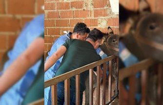 Aydın’da at ve eşeklerden numune alınıyor