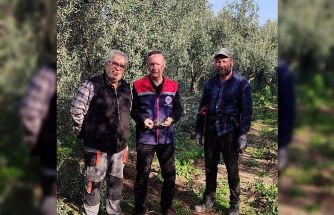 Aydın’da zeytin bahçeleri kontrol edildi