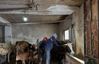 Aydıntepe’de 2026 ilkbahar şap aşılama kampanyası tamamlandı