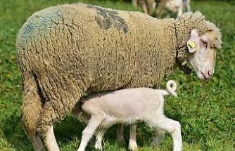 Bahar geldi kuzular anneleri ile buluştu