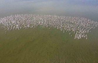 Baharın habercisi allı turnalar Yozgat’ta görüntülendi