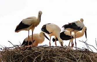 Baharın habercisi leylekler Erzincan’a erken geldi