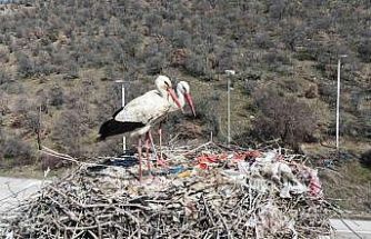 Baharın habercisi olan leylekler, Ankara’ya ulaştı