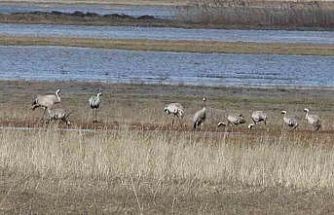 Baharın ilk habercilerinden turnalar kendini gösterdi