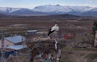 Baharın müjdecileri, asırlardır mesken tuttukları köye döndü