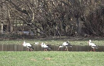 Baharın müjdecisi leylekler görsel şölen oluşturdu