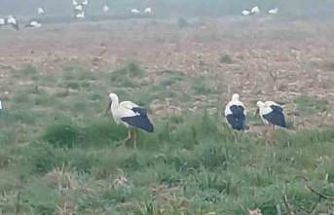 Baharın müjdecisi  leylekler: Yüzlercesi aynı anda konakladı