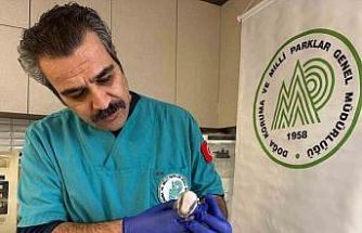 Balıkesir’de bitkin halde bulunan porsuk yavrusu koruma altına alındı