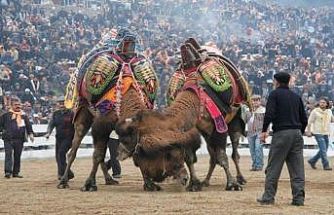 Balıkesir’de deve güreşlerinin önü açıldı