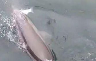 Bandırma Limanı’nda yunus avlanırken görüntülendi