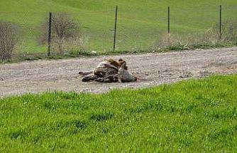 Baraj içerisine ve ulu orta atılan büyükbaş hayvan leşleri pes dedirtti