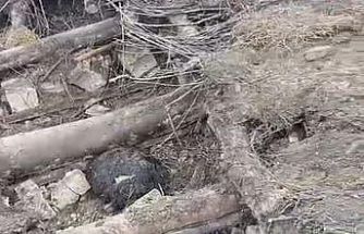 Başkale’de ahır çöktü: 20 küçükbaş hayvan göçük altında kaldı