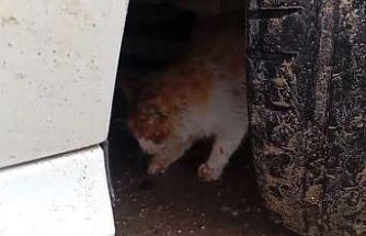 Batman’da aracın motoruna sıkışan kedi kurtarıldı