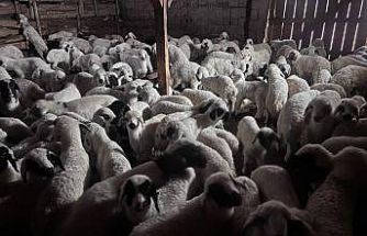 Bayburt’ta buzağı, malak, kuzu ve oğlak desteği ikinci dönem başvuruları yarın başlıyor