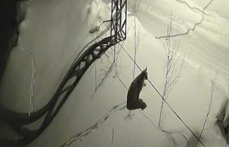 Bayburt’ta köye inen vaşak güvenlik kamerasında: Yol kenarında durup çevreyi izledi