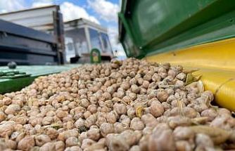 Bayburt’ta üreticilere yüzde 75 hibeli nohut tohumu desteği