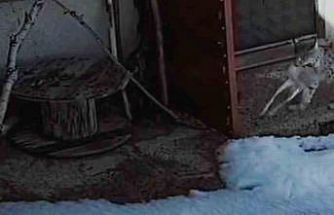 Bayburt’ta vaşağın tavşan avı kamerada
