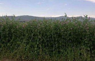 Bayburt’ta yüzde 50 hibeli bezelye tohumu desteğinde başvurular 23 Mart’ta başlıyor