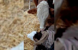 Bayram sabahı doğan buzağıyı görünce türküler söyledi