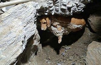 Betonun içine sıkışan köpek kurtarıldı