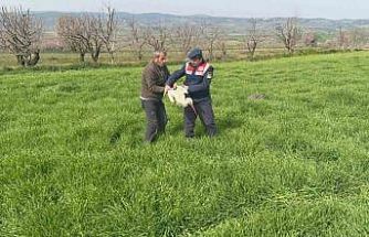Bilecik’te yaralı leylek yetkililere teslim edildi