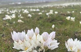 Bingöl’de baharın habercisi kardelenler yüzünü gösterdi